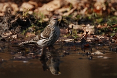 David Plant Photography - Wildlife Photography - Mealy redpoll - C